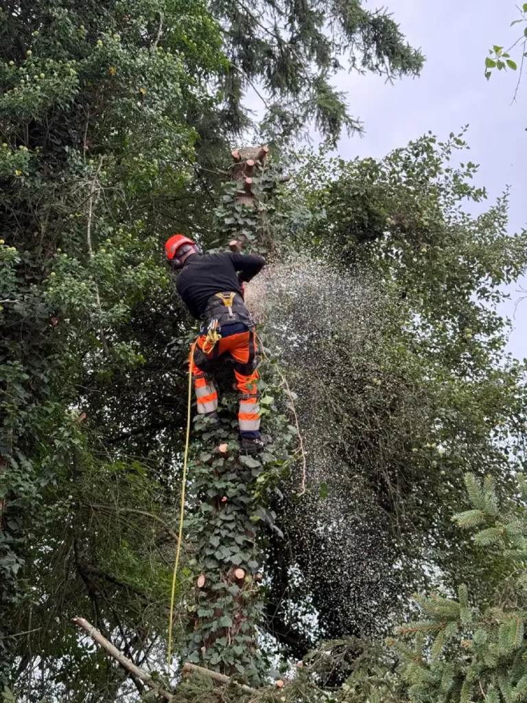 Élagueur équipé casque et harnais en action à la tronçonneuse en hauteur dans un arbre, sciure visible, Garden & Co
